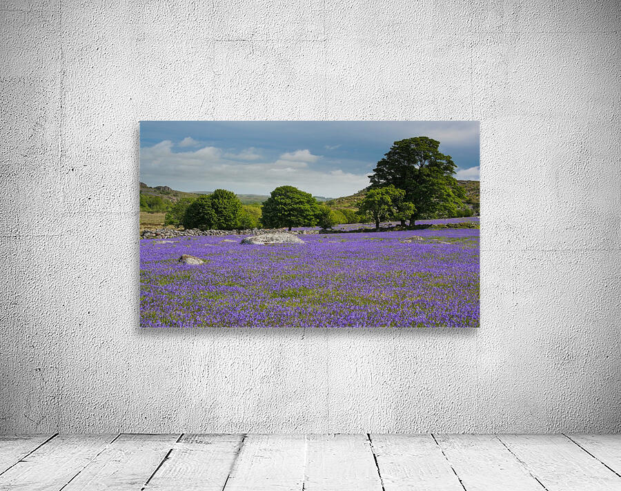 Emsworthy bluebells Wall Preview