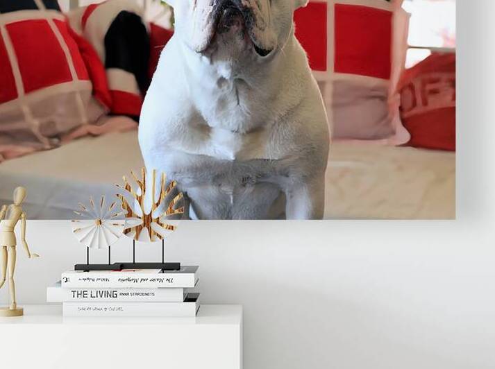 Dogmood by PhyPhotos
