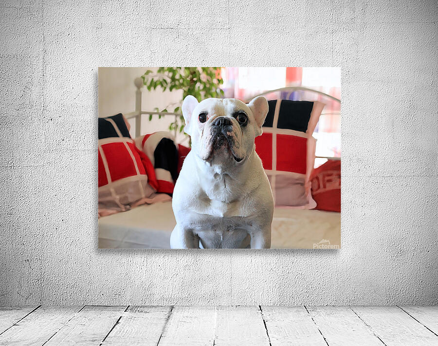 Dogmood Wall Preview