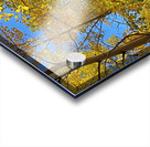 Aspens Acrylic print