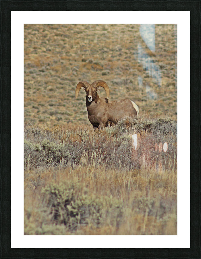 Big Horns Picture Frame print