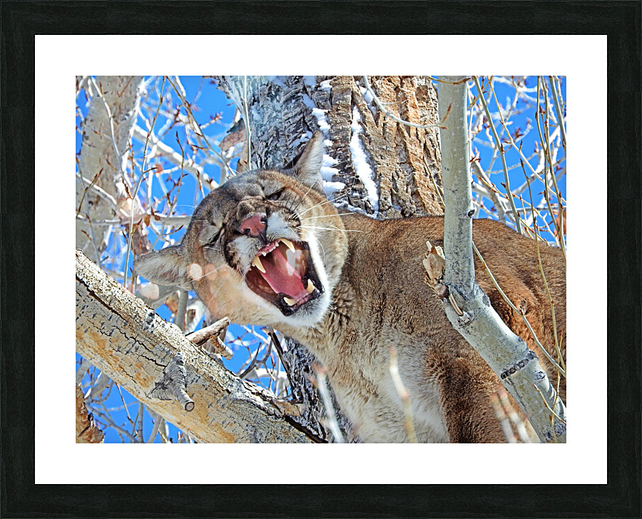 Mad Catter Picture Frame print