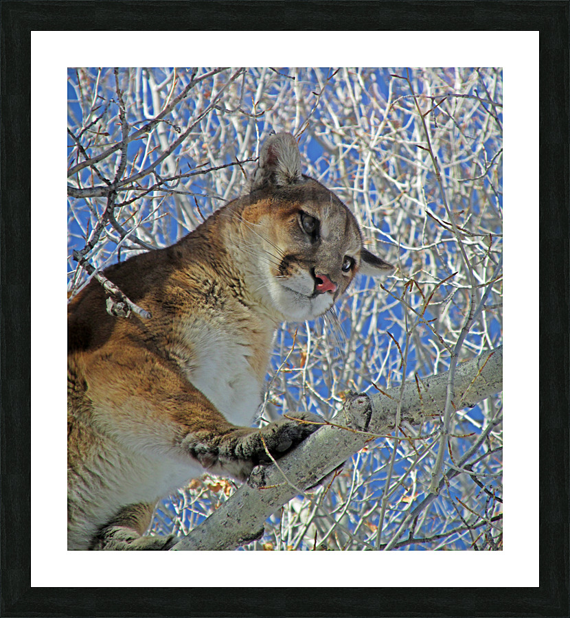 On a Limb Picture Frame print