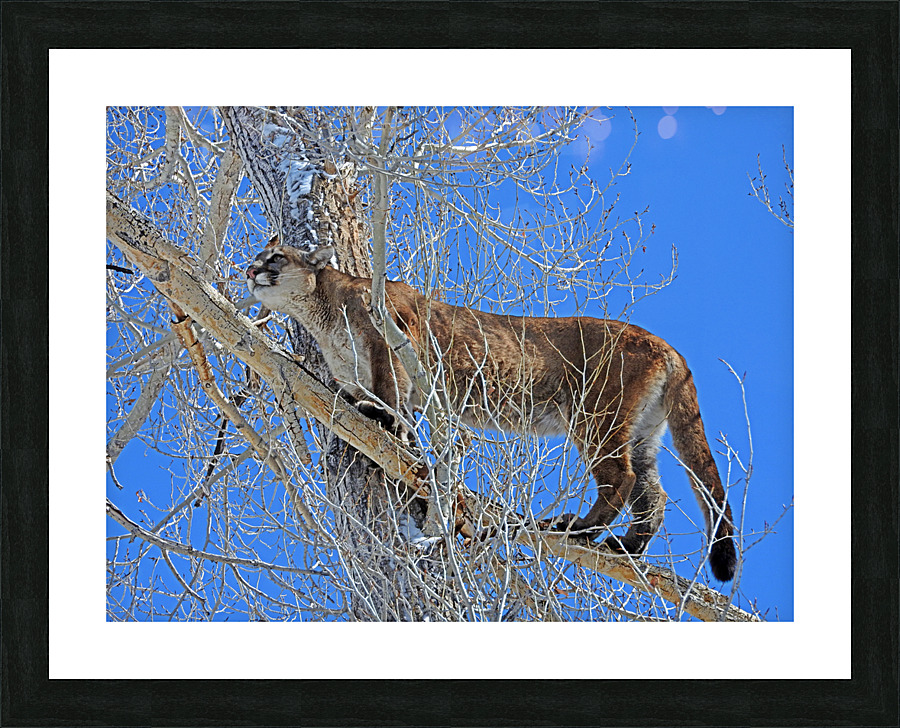 Blue Bird Day Picture Frame print