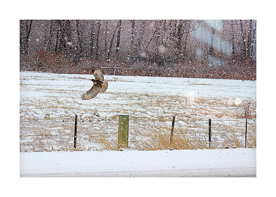 Full Flight Picture Frame print