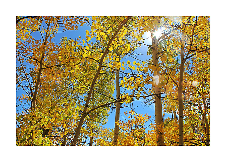 Aspens Take 2 Picture Frame print