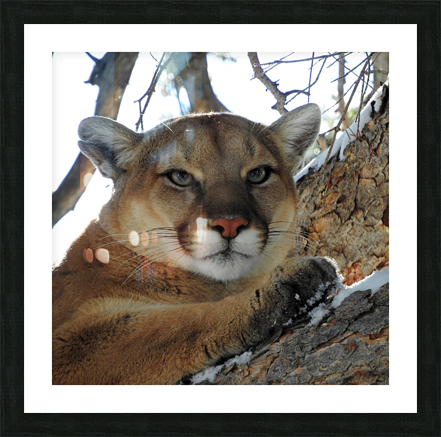 Lioness Picture Frame print