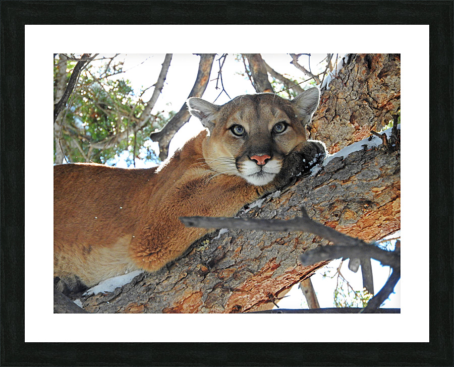 Branch Manager Picture Frame print