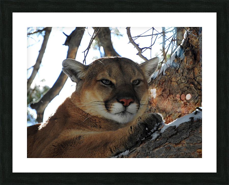 Here Kitty Picture Frame print