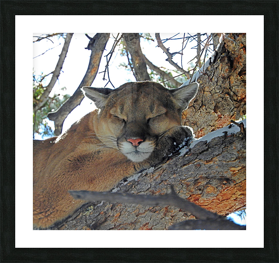 Nap Time Picture Frame print