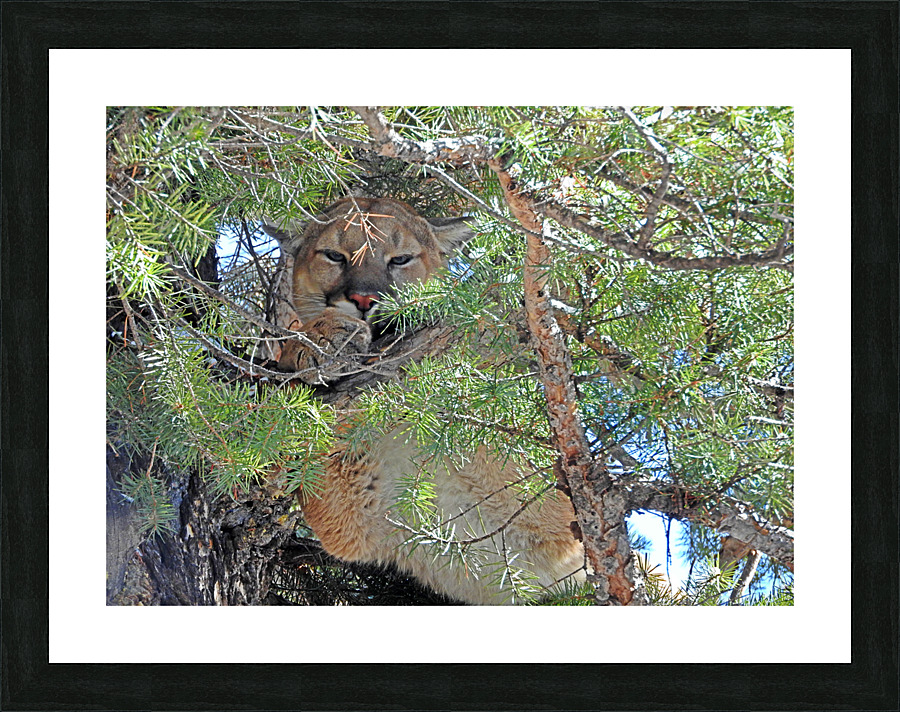 Peek a Boo Picture Frame print