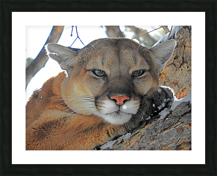 Purrfect Picture Frame print
