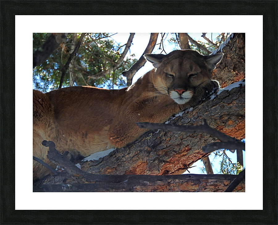 Cat Nap Picture Frame print