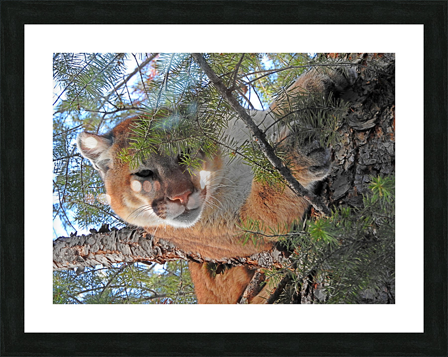 Seven Picture Frame print