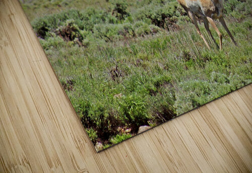 Scene One Love and Lion Tree puzzle