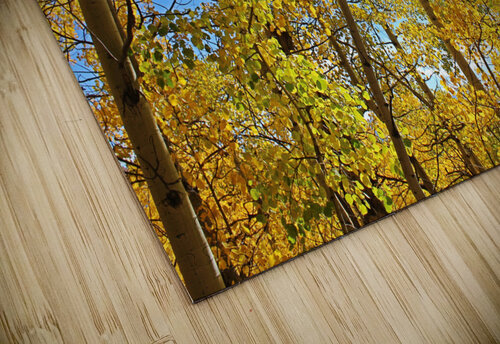 Aspens Love and Lion Tree puzzle