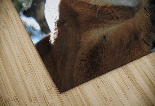 Here Kitty Love and Lion Tree puzzle