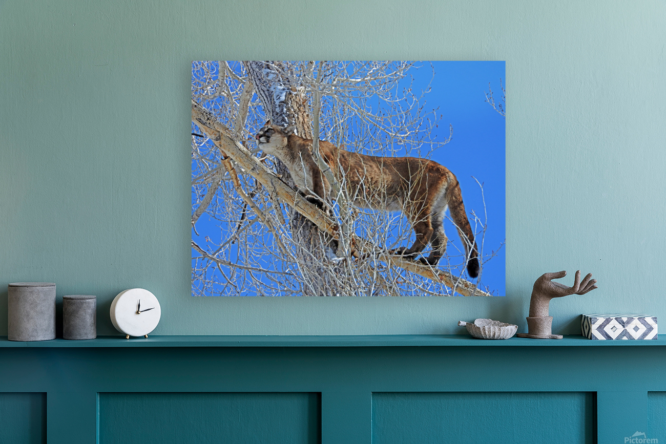 Blue Bird Day Reproduction