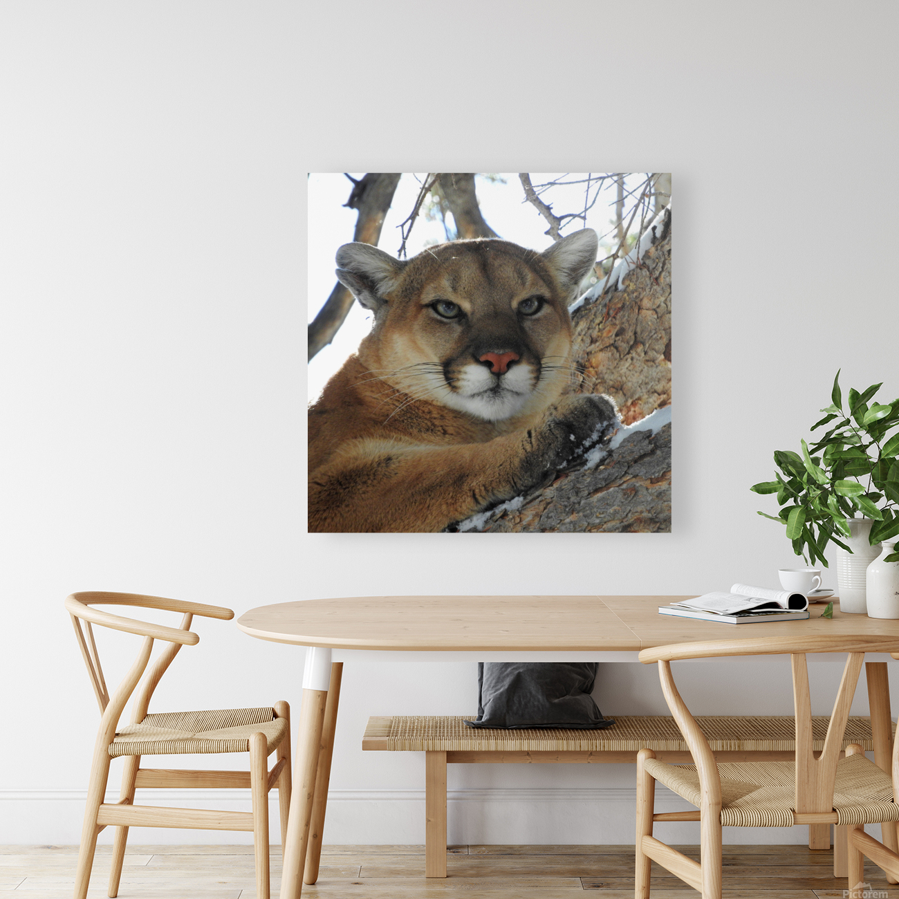 Lioness Reproduction