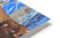 Drool Worthy HD Metal print