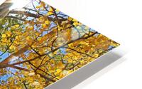 Aspens Take 2 HD Metal print