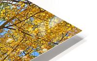 Aspens HD Metal print