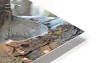 Purrfect HD Metal print