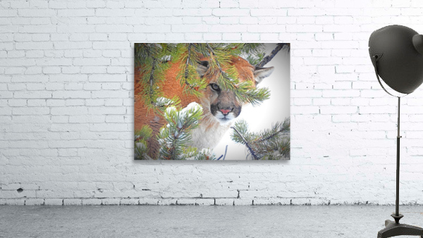 Peeping Tom Wall Preview
