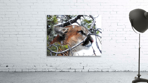 New Profile Pic Wall Preview