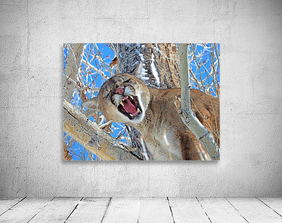 Mad Catter Wall Preview