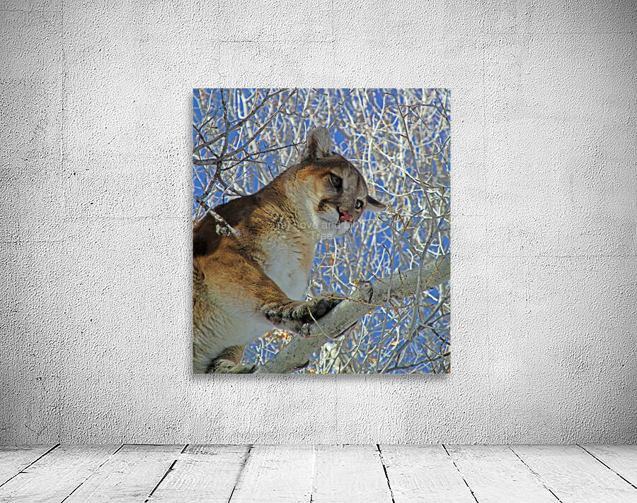 On a Limb Wall Preview