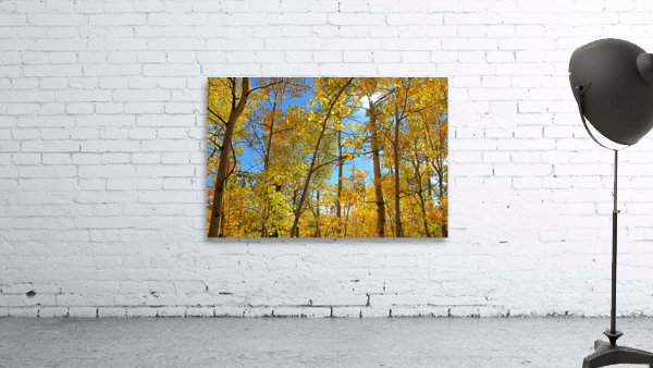 Aspens Wall Preview