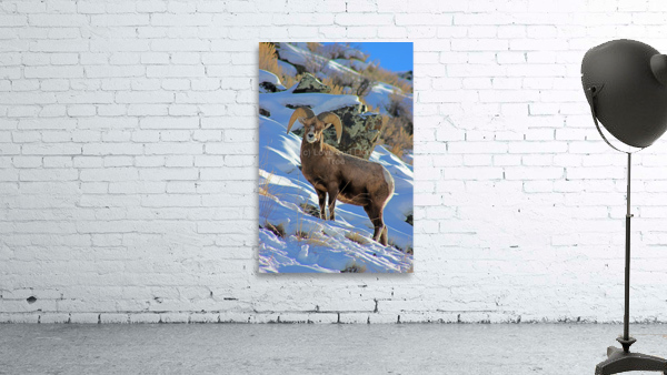 Stare Down Wall Preview