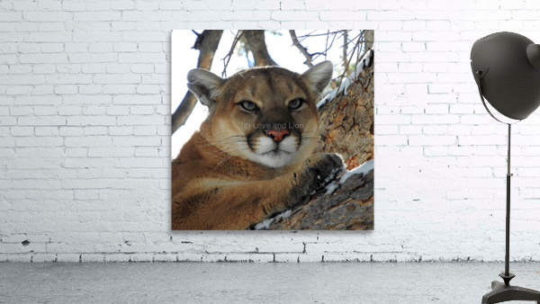 Lioness Wall Preview