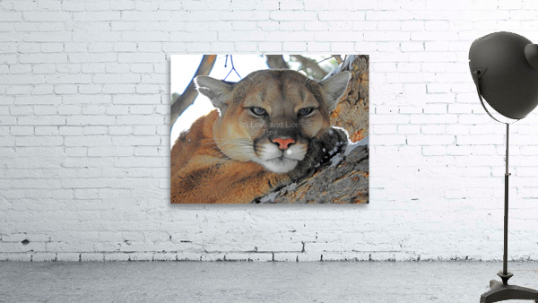 Purrfect Wall Preview