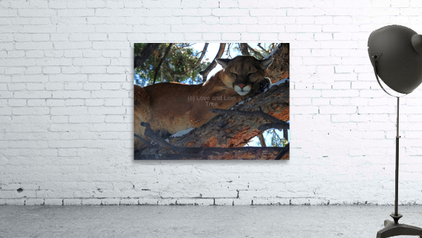 Cat Nap Wall Preview