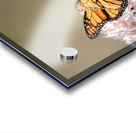 Empress Nymphalidae Acrylic print