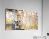 Majestry Acrylic Print