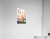 Weeds in the Wind Acrylic Print