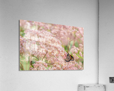 Danaus Wanders Acrylic Print