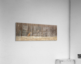 Sly Fox Acrylic Print