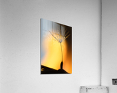 Last Wish Acrylic Print