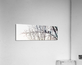 Attempted Murder Acrylic Print