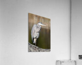 Cerulean Majesty Acrylic Print