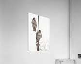 Grocery Shopping Acrylic Print