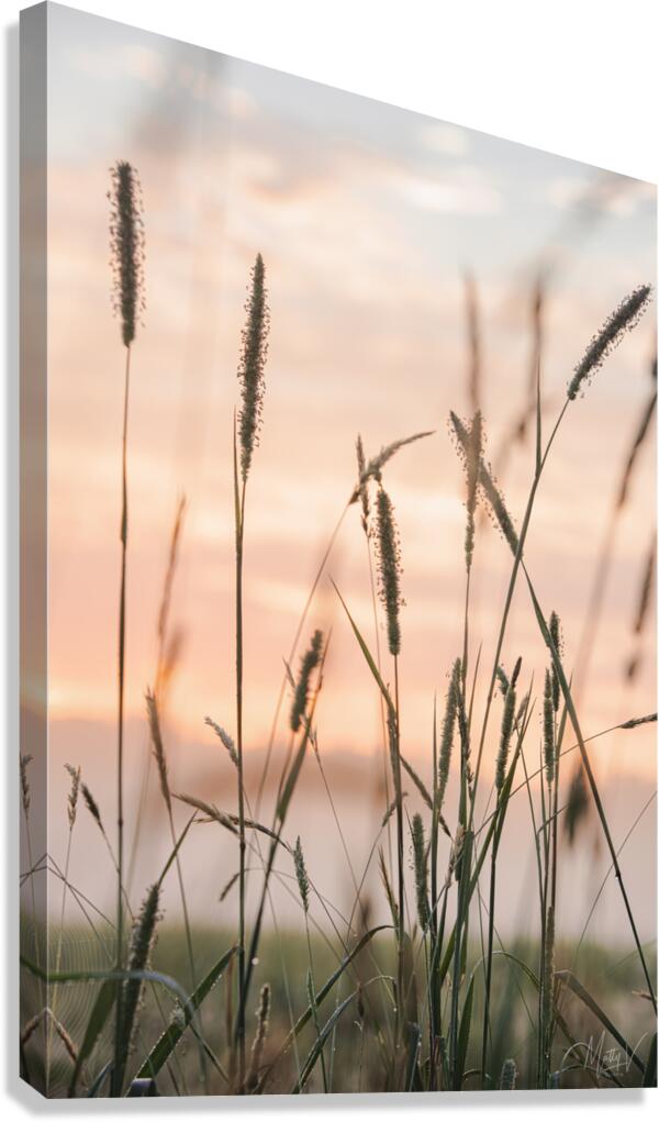 Weeds in the Wind Canvas Print
