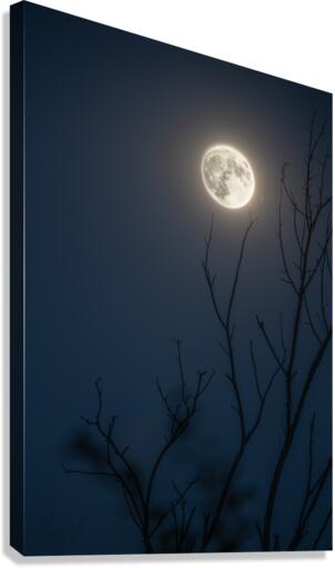 In The Sticks Canvas Print