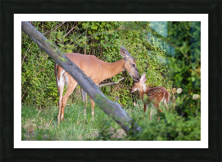 Devotion Picture Frame print
