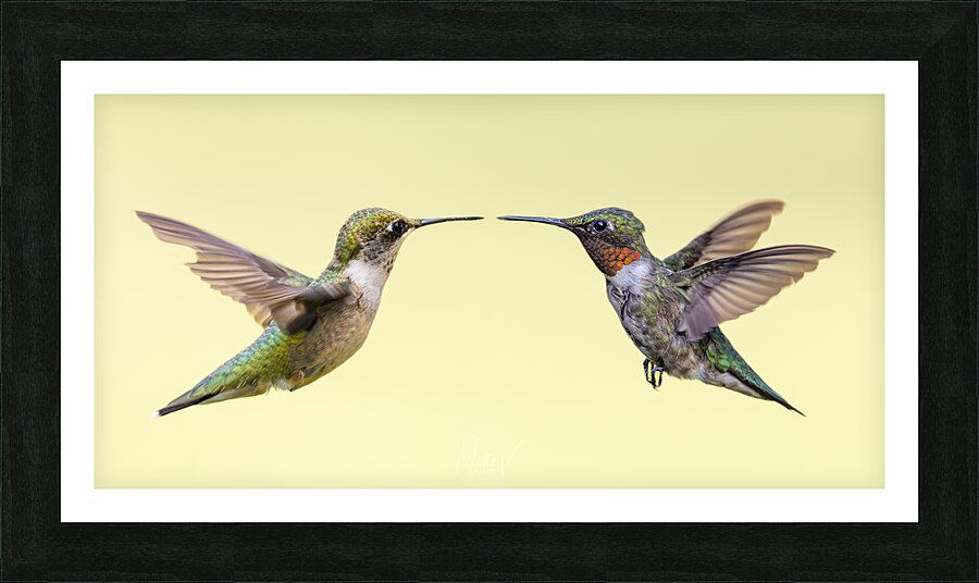 Courtship Picture Frame print
