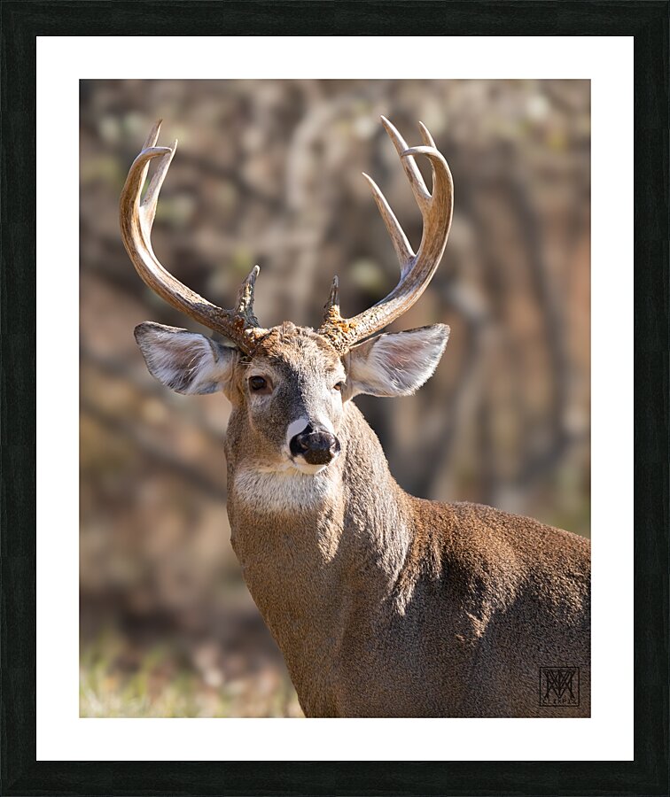 Indomitable Picture Frame print